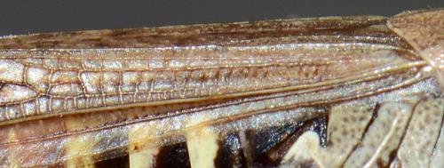 Réf. 193 541 : Omocestus haemorrhoidalis haemorrhoidalis